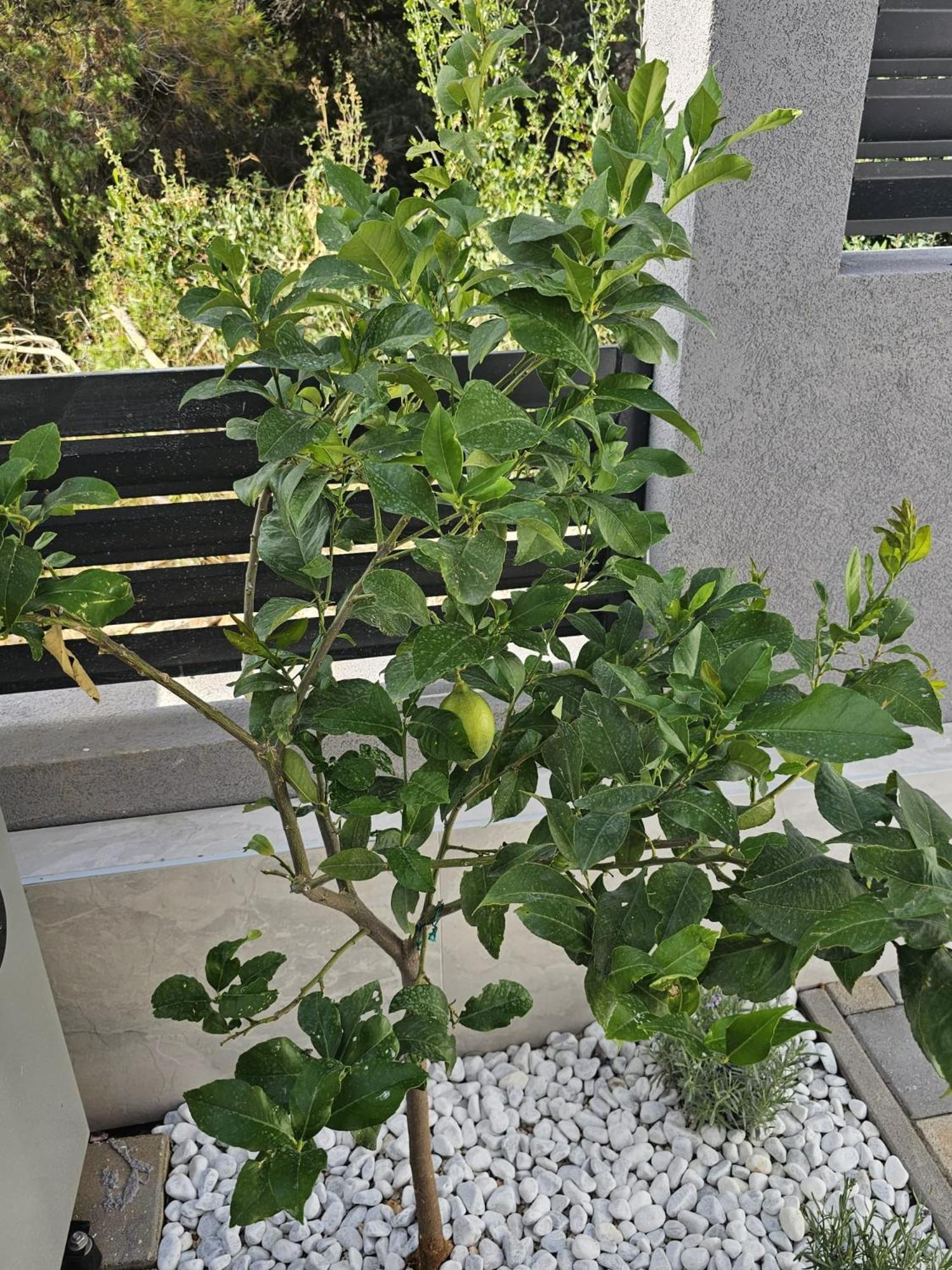 טרוגיר Villa Botic מראה חיצוני תמונה